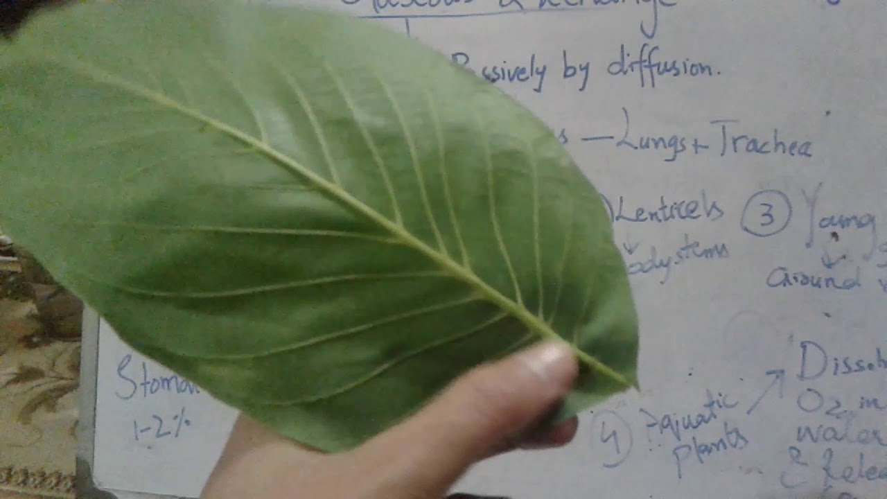 10 Gaseous Exchange In Plants 1 YouTube