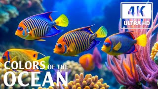 4K UHD Marine Tranquility 🐠 Beautiful Underwater Views & Calm Sounds
