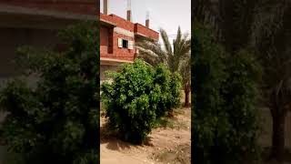 Egyptian Countryside From The Train