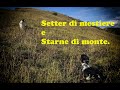 🐶Setter di mestiere e starne di monte.🐶 4K