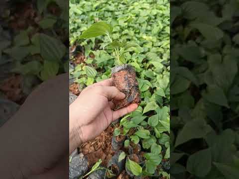 Cây Giống Dược Liệu Bách Bộ Dược liệu quý hiếm | 0764 456 123