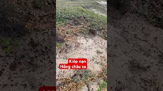 Kiếp nạn ma dƯơng Hồng châu sa trong mấy anh em dfaof này có tui hi #bonsai #đirừng #maduong