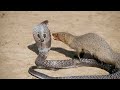 SCHLANGE VS MUNGO | 10 Epische Schlangenangriffe auf Tiere