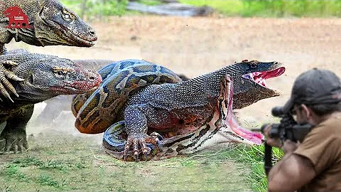 How Farmers and Hunters Deal with Millions of Komodo Dragon and Wild Boars | Farming Documentary