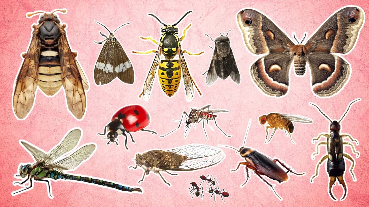 Simple English Insects For Kids - YouTube