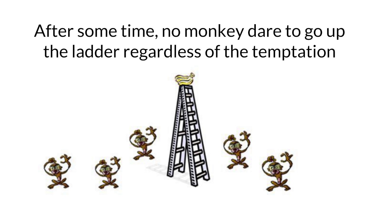 5 Monkeys and a ladder YouTube