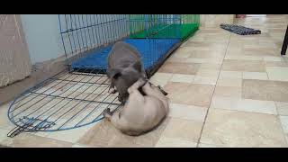 american bully vs pug