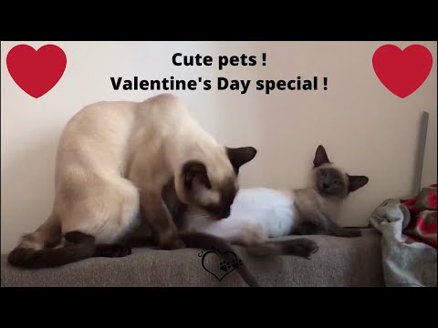 cute-and-funny-pets-compilation-2---valentine's-day-special