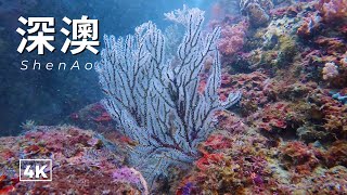 【東北角潛水 深澳】來看群魚亂舞，賞盛開的柳珊瑚。SCUBA DIVING in ShenAo in Taiwan.
