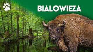 ป่าปฐมภูมิแห่งสุดท้ายในยุโรป - อุทยานแห่งชาติ Bialowieza - สารคดีสัตว์ป่า - HD