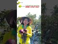 Vú Sữa Mica Ăn Luôn Cả Vỏ