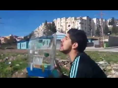 Meli Hassoun Khalwi Chant Chardonneret Jilguero Goldfinch ~Karim~
