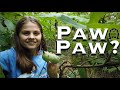 We Have PawPaw Fruit.  What is a PawPaw?