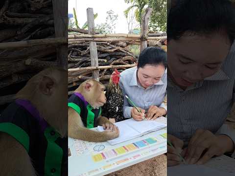 Best SokYaa OG ToTo Animals Are So Awesome Shorts 