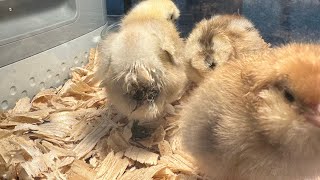 This Is My New Pet Chick Name Is Chip, Rex And Chub