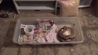 🐍🐍Ball Python🐍🐍clutch #7 2016!!!