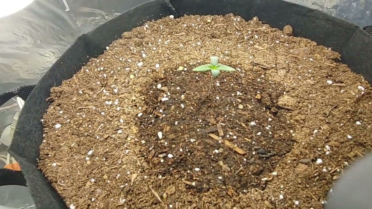 Dr Greenthumb -  Grape Gorilla Autoflower - week 1 