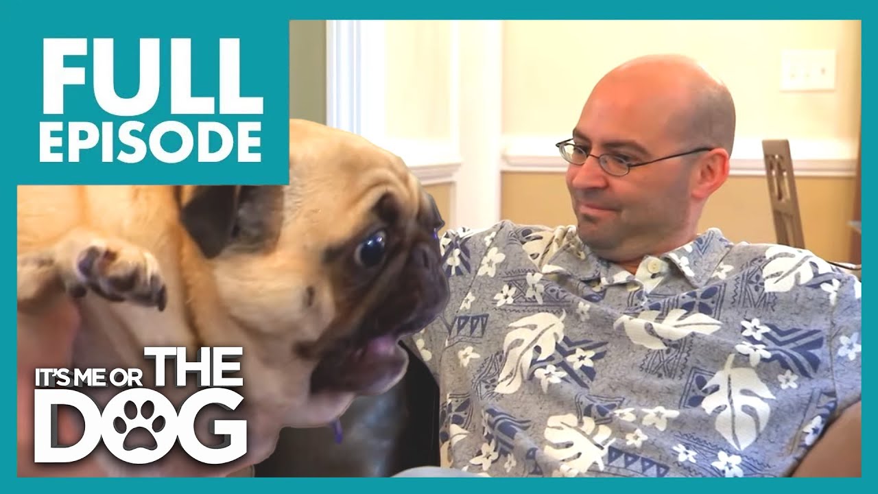 The Fickle Five | Season 1 Episode 4 | Full Episode | It's Me Or The Dog US