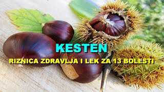 KESTEN - RIZNICA ZDRAVLJA i LEK ZA 13 BOLESTI