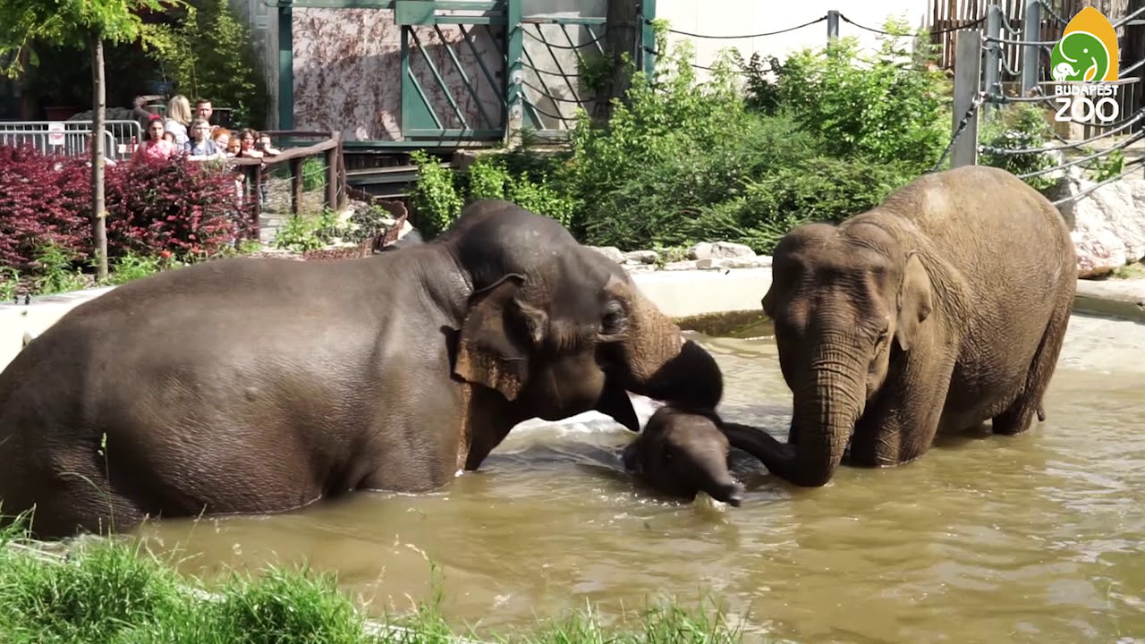Strandol az elefántcsalád
