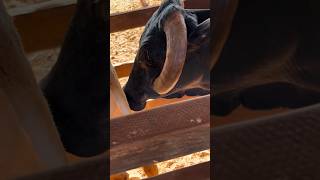 पीड़ित गाय को मिली नई जिंदगी! The suffering cow got a new life! #cow #shorts