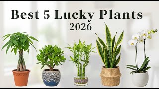 Best 5 lucky plants that are especially auspicious for 2026 Wealth