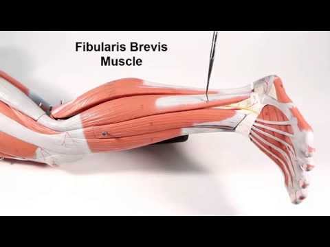Video: Hvilken muskel dorsalflekserer foten?