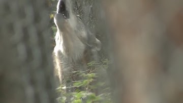 Ranchers, Coloradans voice concerns on wolf reintroduction at CPW Commission meeting