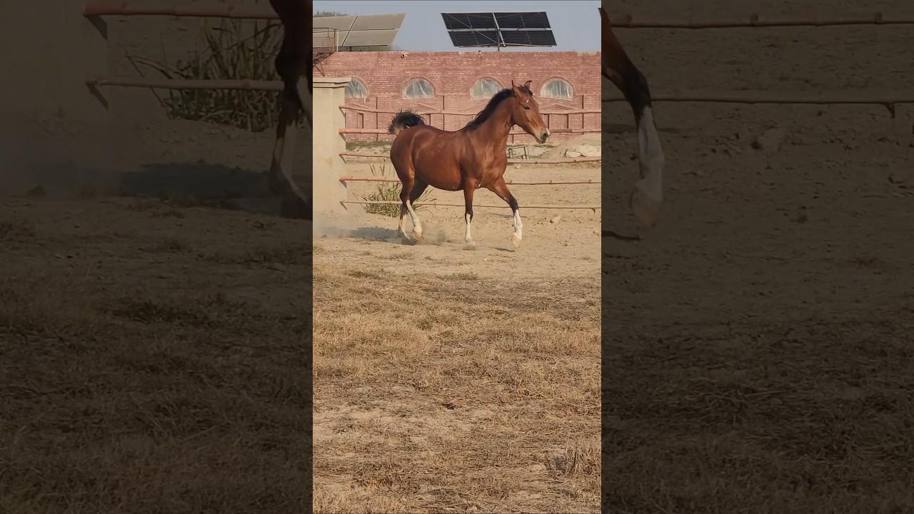 Beautiful Female | Desi Horse | Malik Farm