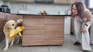 Download Lagu Owner Playing With Golden Retriever — Funny Lazy Dog Reaction MP3