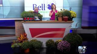 Tips to give you a green thumb this fall from Bell Nursery