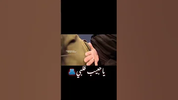 ياحبيب قلبي نم اذن بقربي باسم الكربلائي ياحبيبي ياقلبي حب مخاوف اكسبلور 