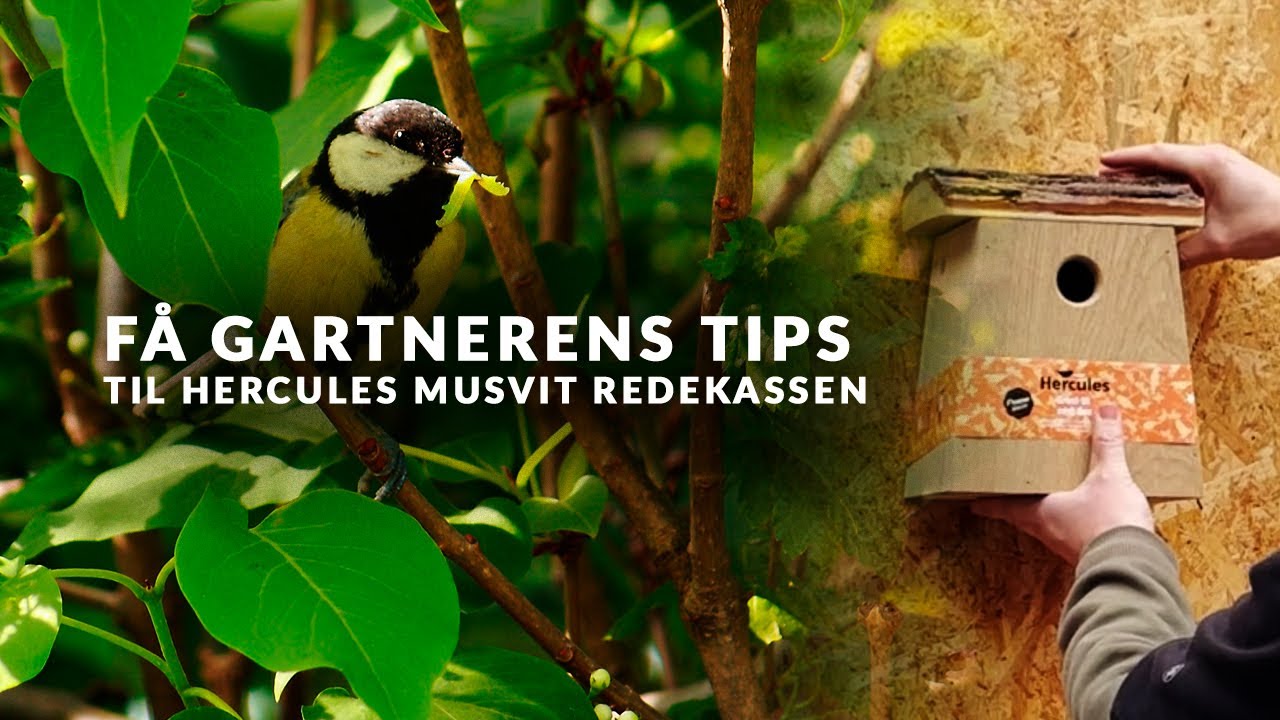 🐱 Undgå katte i fuglehuset 🐦 Se montering af Hercules Redekasse til Musvit her