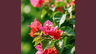 Lurus Mimpi Jiwa Menyebar