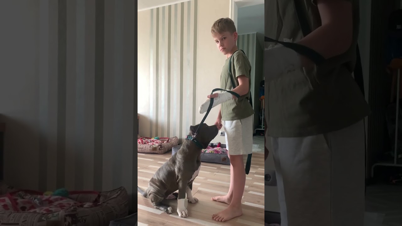 Булли Вегас и Альфа дрессировка / Bully Vegas and Alpha training 