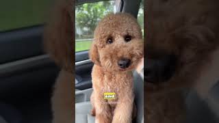 Top 4 Best Dog Breeds for First-Time Owners 🐶🔥 #DogBreeds #FirstTimeDogOwner #DogsOfYouTube