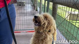 Golden Doodle by Sit Means Sit Hawaii Dog Training 203 views 3 years ago 1 minute, 43 seconds
