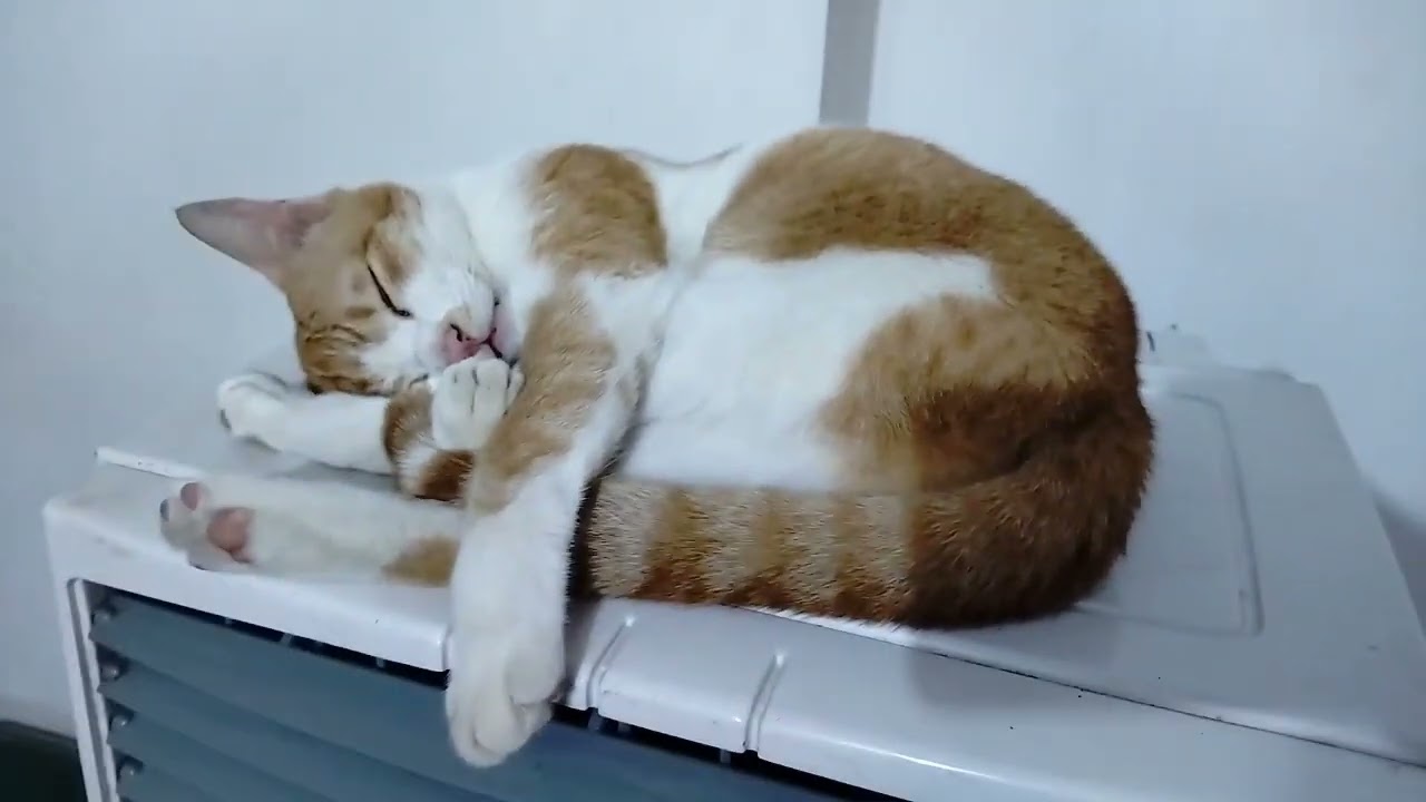 Oh My God Bless My Cat Swallow Plastic plant 🌵 Leaves YouTube