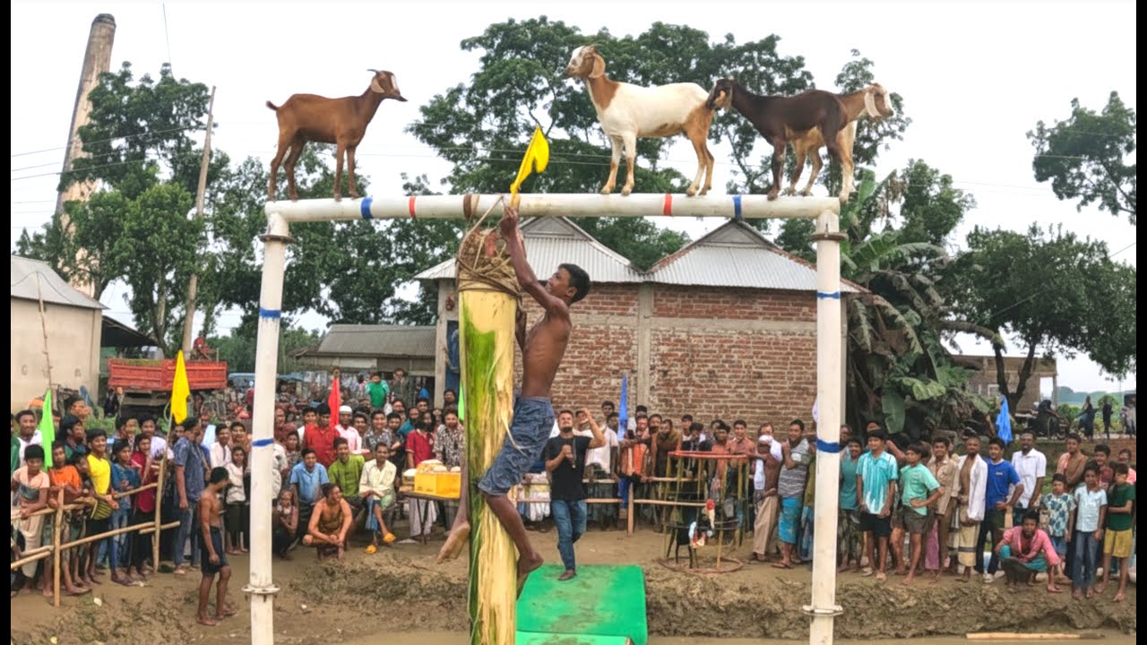 Who can climb the oiled banana tree If you can, there is a special prize 