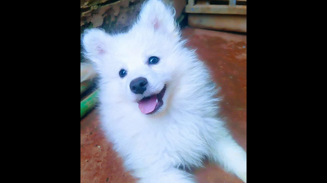 1-3 months Male Purebred Japanese Spitz