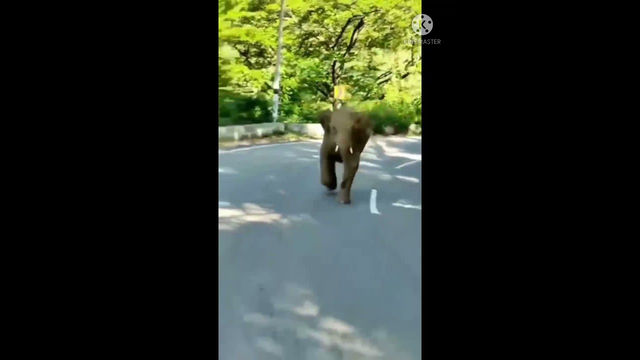 ALLIGATOR 🐊 ELEPHANT 🐘 KANGAROO 🦘 BLACK JAGUAR ⚫