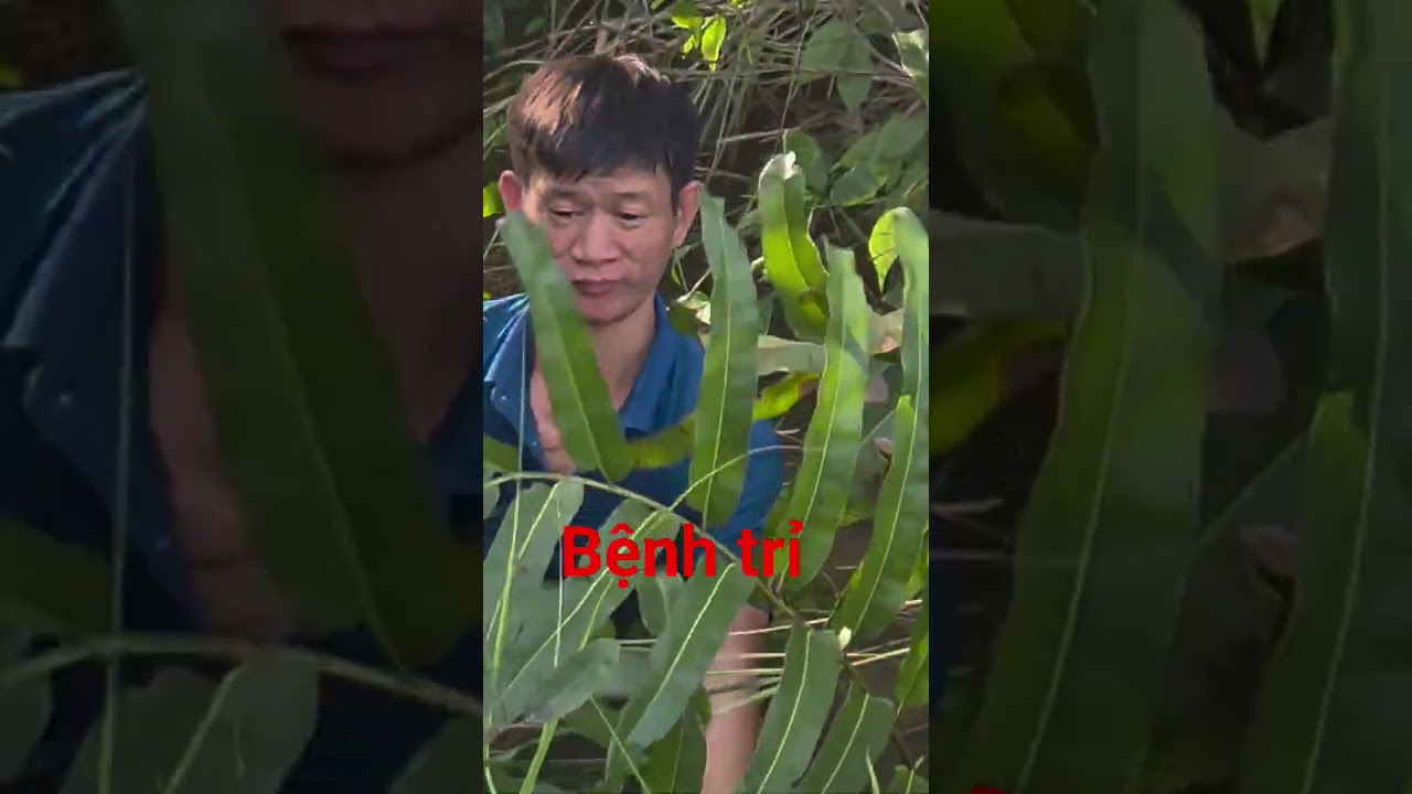 shorts # bệnh trỉ không cần lo