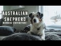 Australian Shepherd - Our Morning Adventure!