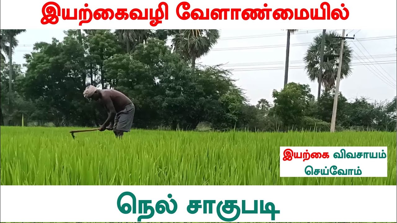 Varappu இயற்கை விவசாயத்தில் நெல் சாகுபடி | Vayal Nell Sagupadi in Tamil ...