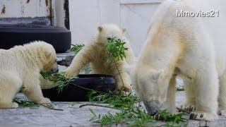 初めてのヤナギにフーーーッ！~First experience of Polar Bear twin cubs