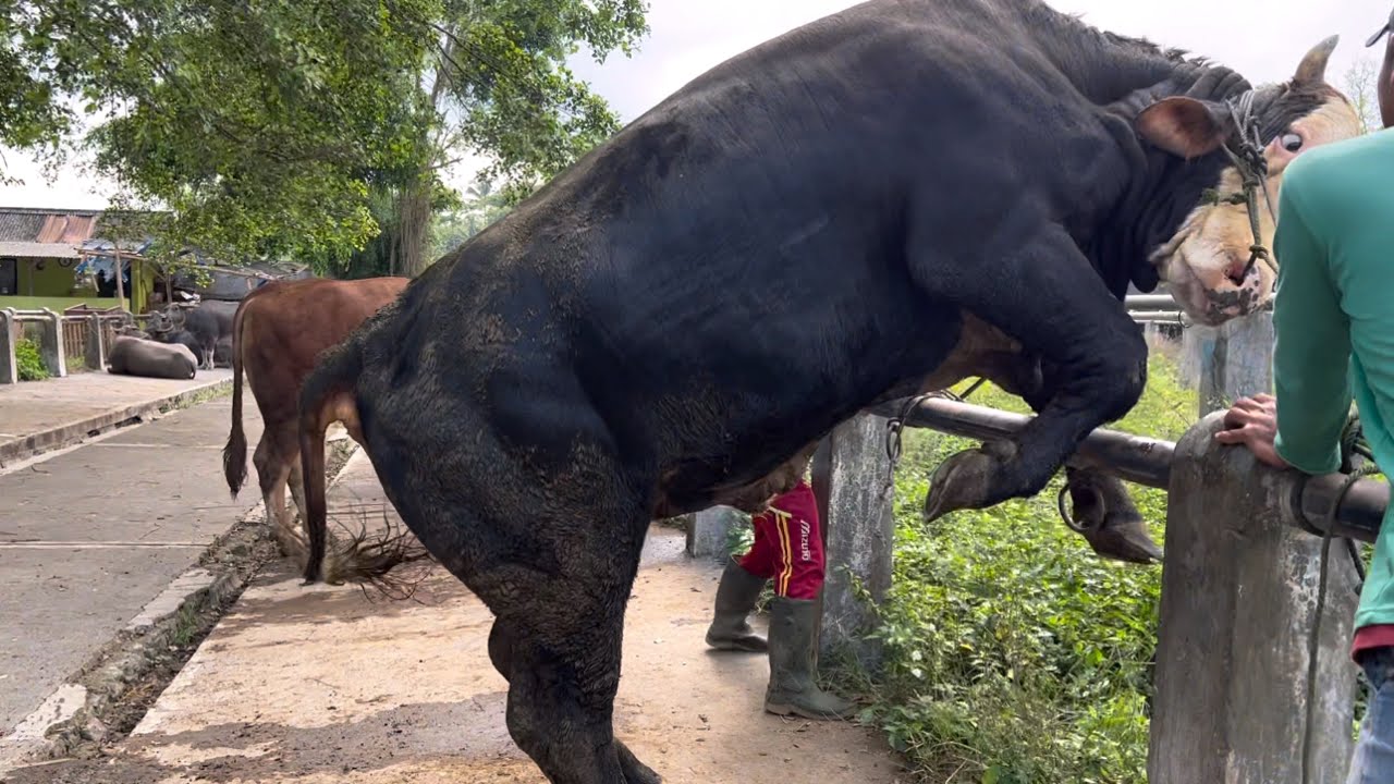 EDIAN..! SINAR JAGO ngamuk lagi, penonton pada adzan di kalangan mberot