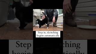 How to use the skritch machine 🐾