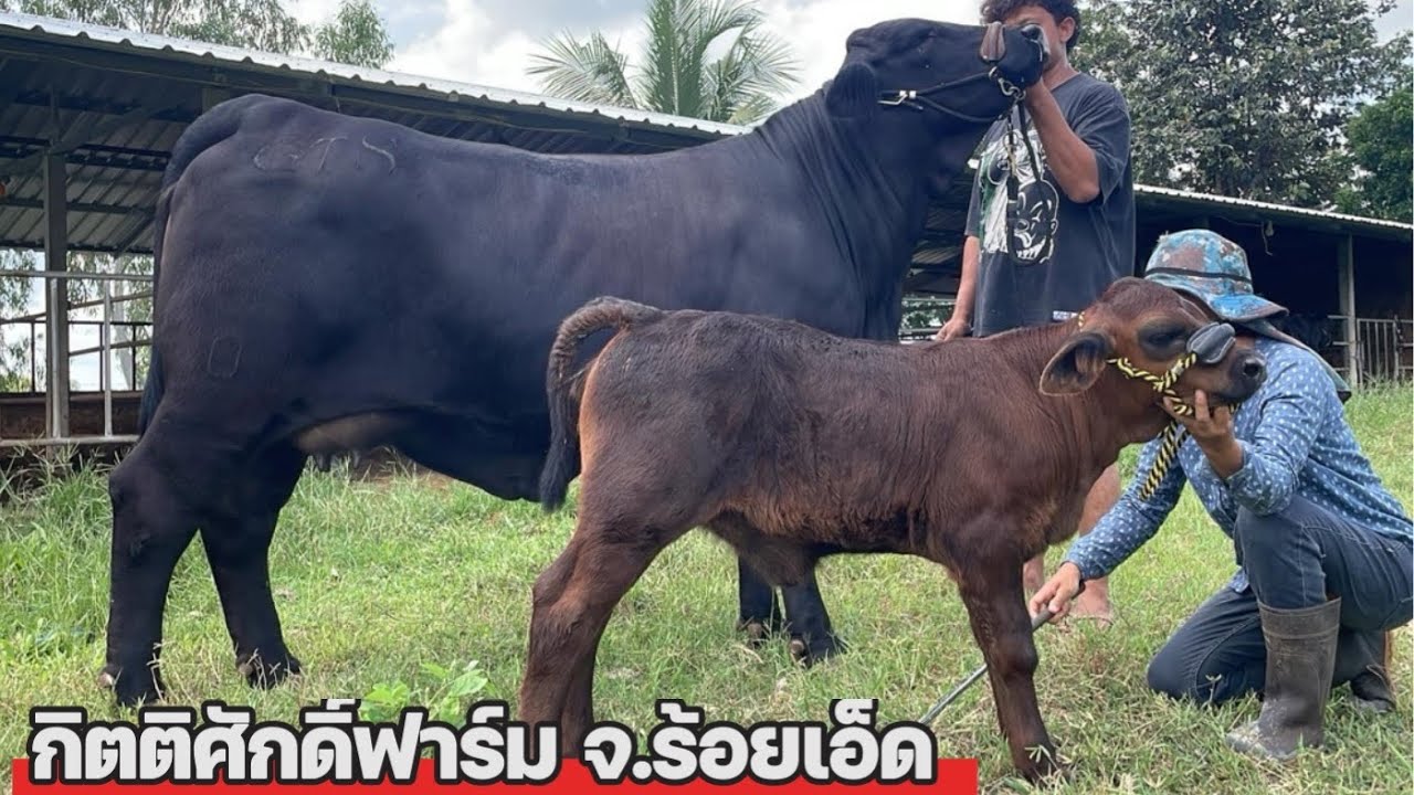 แวะชมกิตติศักดิ์ฟาร์ม  เลี้ยงวัวสายเนื้อ แบรงกัสชาร์โรเลส์ เลี้ยงแบบนีั ซื้อง่ายขายคล่องพร้อมแบ่งปัน