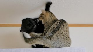 こんなに激しいケンカを見たのは初めてです...