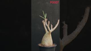 Ahead Thailand Pachypodium Glacilis Pg007 A Masterpiece Of Natural Sculpture